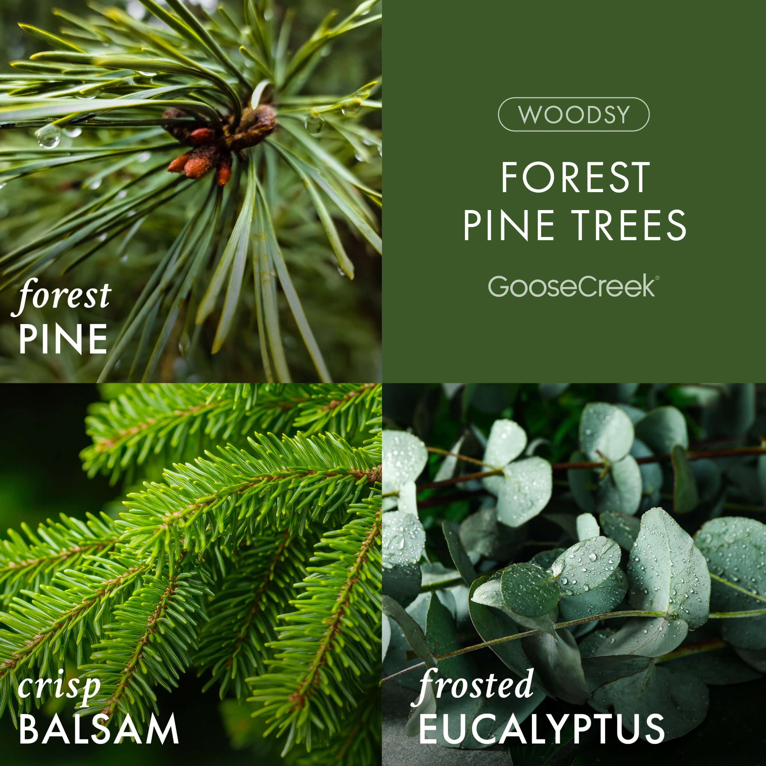 Forest Pine Trees 3-Wick Candle - Image 2